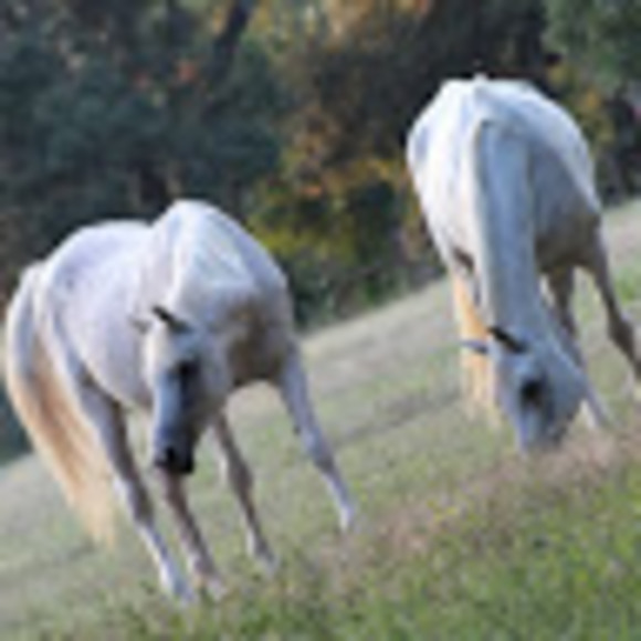 marsha_hale